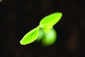 技术选型